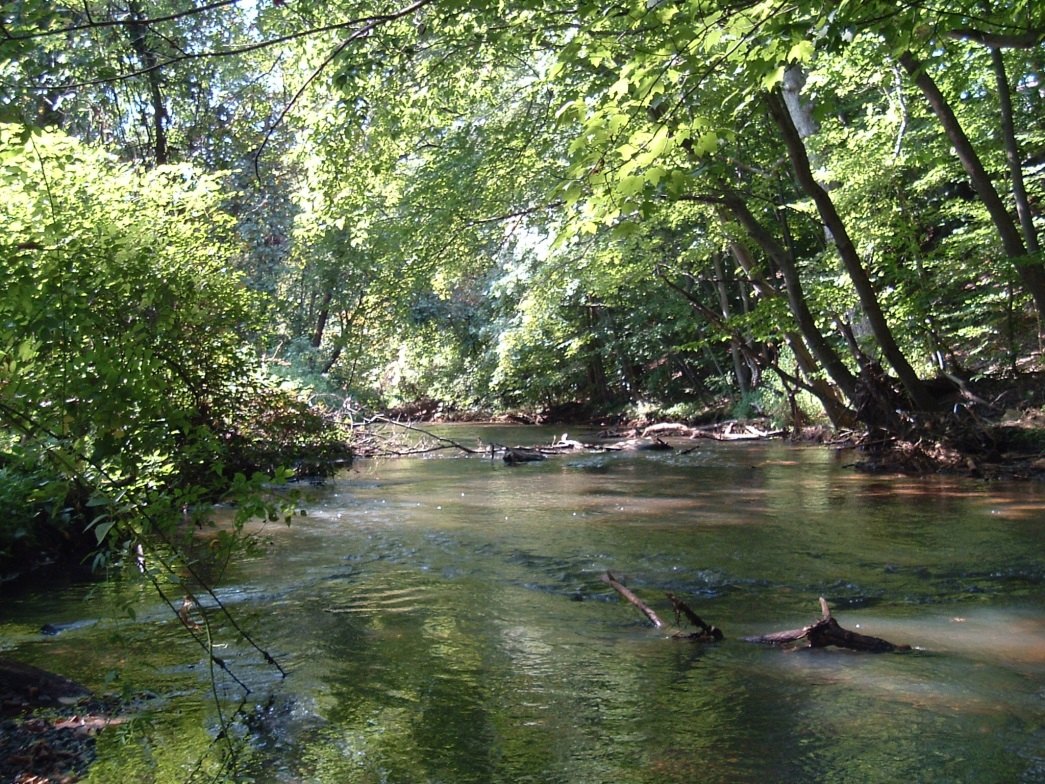 A Georgia stream with intact tree canopy and fully vegetated banks